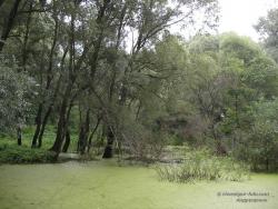 Верба на болоте у реки Десна