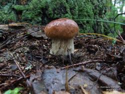 Молодой белый гриб в березовом лесу