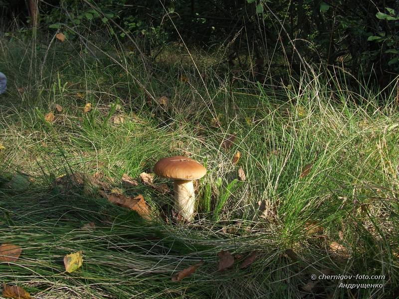 Белый гриб на лесной поляне