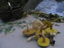 Собранные грибы-решетки