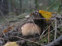 Белый гриб лезет из-под листьев