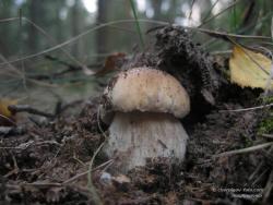 Белый гриб - молоденький крепыш