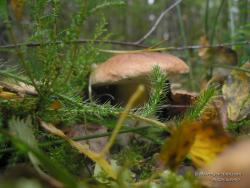 Белый гриб в зеленом лесу