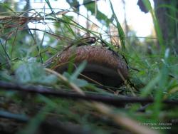 Белый гриб в траве