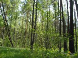 Смешанный лес весной