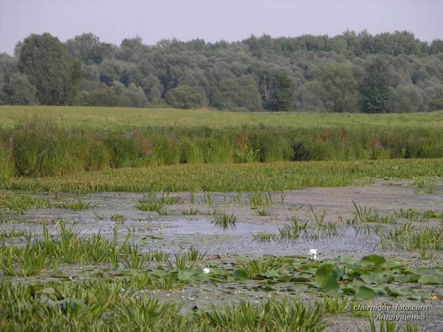 Белая лилия на болоте