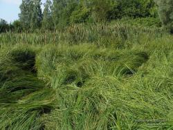 Луговая трава, переходящая в болото
