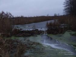 Бобровая плотина на осушительном канале поздней осенью