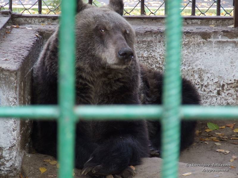 Медведь в Менском зоопарке