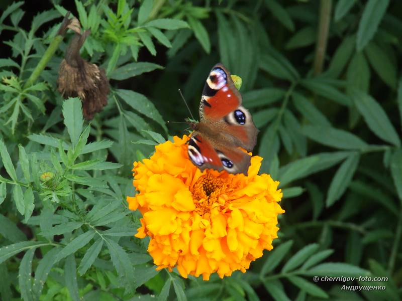 Бабочка Павлиный Глаз на цветке чернобрывцев