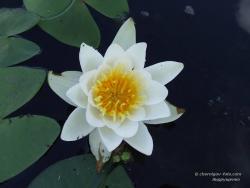 Белая лилия на озере у Десны