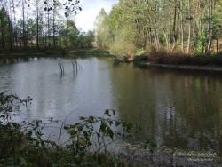 Лесное озеро у села Хотиевка
