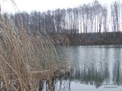Камыши у озера зимой