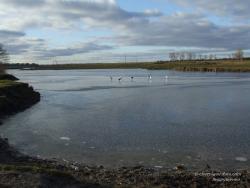 Первый лед на озере. Гуси на льду