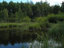 Озеро в тихом уголке леса