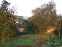 Яблоневый сад в селе Чернотичи Сосницкого района