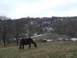 Лошадь у села Мезин Коропского района