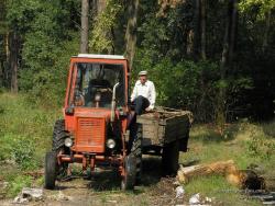 Трактор с прицепом в лесу
