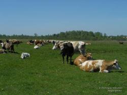 Коровы на весеннем лугу