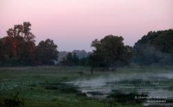 Утренний пейзаж: туман