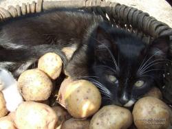Котенок на картошке