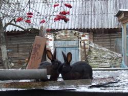 Кролики и калина