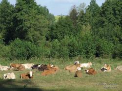 Коровы на отдыхе