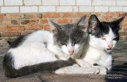 Два котенка-брата на отдыхе