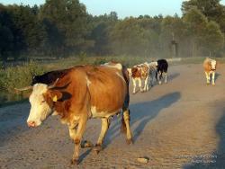 Сельские коровы