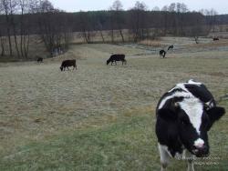 Коровы при первых морозах