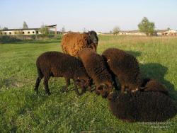 Семейство овечек