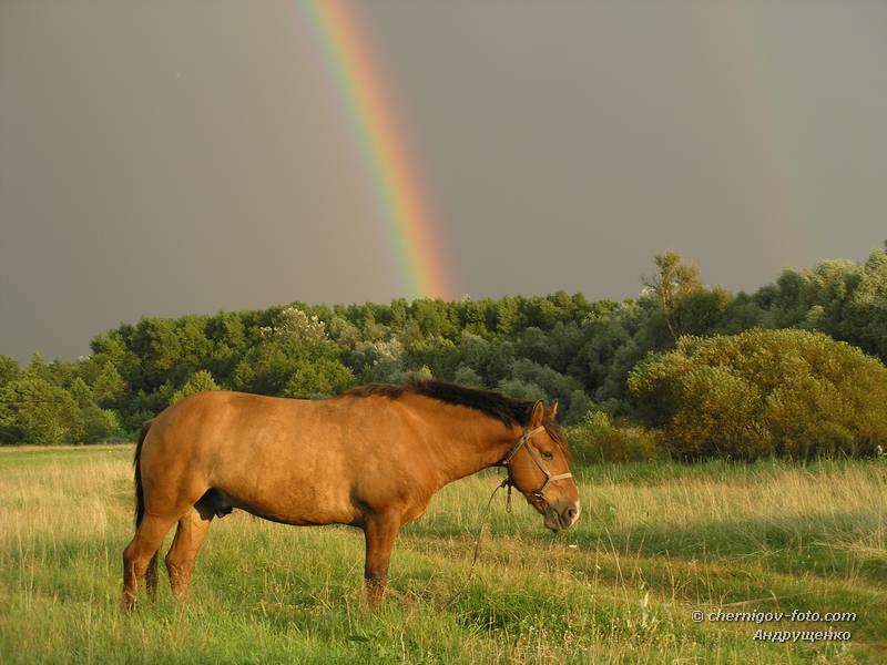Конь под радугой на лугу