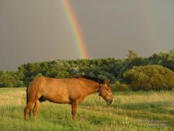 Конь под радугой на лугу