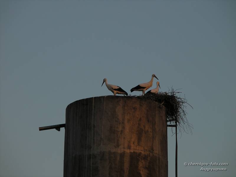 Гнездо аиста на водонапорной башне