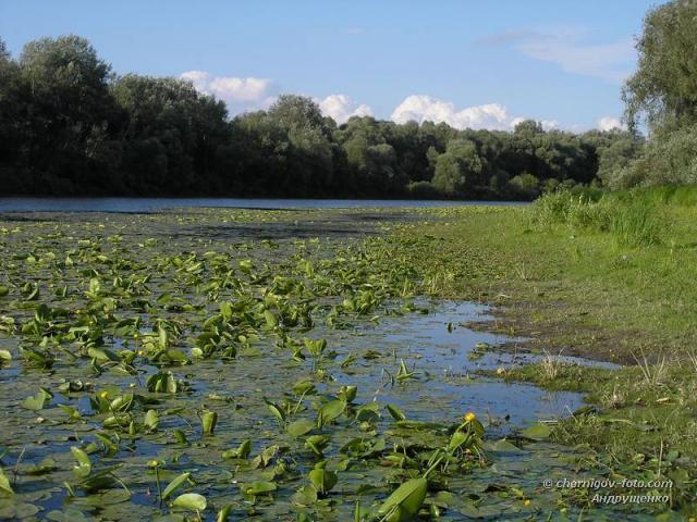 Цветение заболоченного озера Муромка