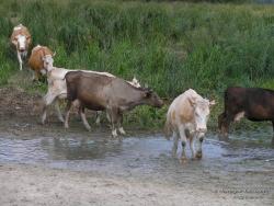 Коровы у воды
