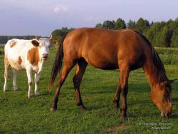 Корова с конем