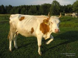 Корова на поле