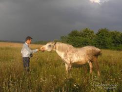 Конь в поле перед грозой