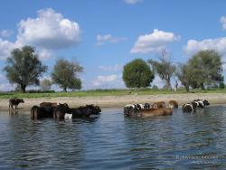 Коровы в реке Десна