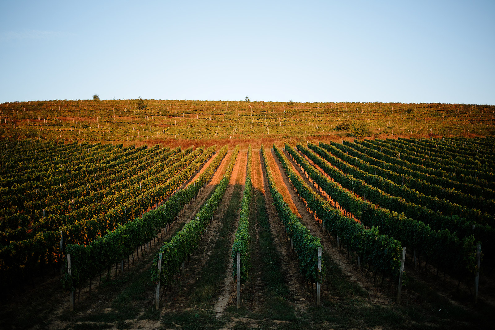 Фермеры выращивают здесь виноград более 2 тысячелетия в таких же климатических условиях, что и виноделы в Бургундии и на юге Шабли во Франции