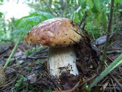 Крепкий белый гриб после дождя