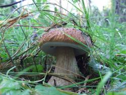 Белый гриб на лесной поляне