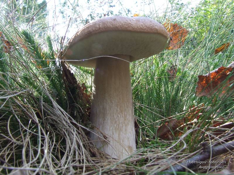 Стройный белый гриб