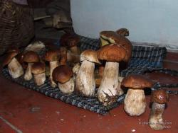 Стройный ряд молодых белых грибов