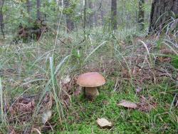 Белый гриб в смешанном лесу