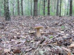 Белый гриб в сосново-березовом лесу