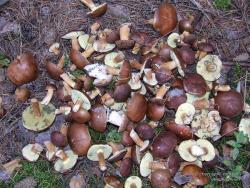 Собранные польские грибы