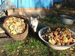 Котенок у корзины грибов