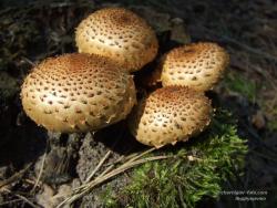 Четыре веселых гриба